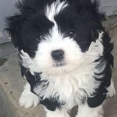 Lowchen Puppies from Dragonne Lowchen