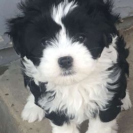 Lowchen Puppies from Dragonne Lowchen