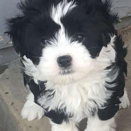 Lowchen Puppies from Dragonne Lowchen