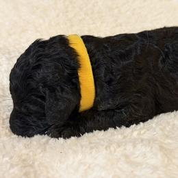 Fire - Black male Poodle puppy in St. Johnsbury, Vermont from Poodles of the Northern Woods