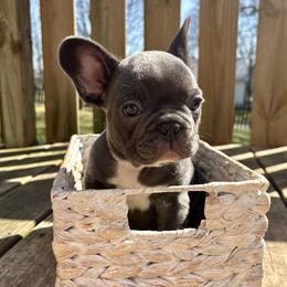 Mantis - Blue female French Bulldog puppy in Greenfield, Missouri from Hope Mountain French Bulldogs