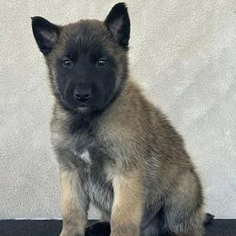 Green-Shown at 5.5 weeks old - Fawn male Belgian Malinois puppy in Golden Valley, Arizona from Desert Wind Kennels