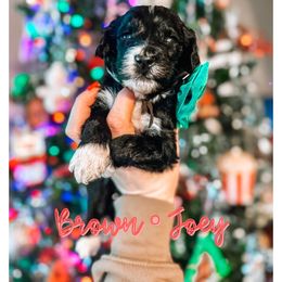 Joey - Black and white male Sheepadoodle puppy in Republic, Missouri from DOOD & Co