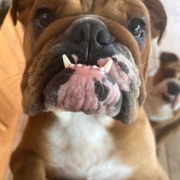 Bulldog Puppies from Jodi's Bulldogs