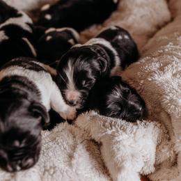 Newfoundland Puppies from Kinson Ridge Giants