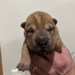 Ham - Red fawn male Chinese Shar-Pei puppy in China, Michigan from Blackwitch Farms