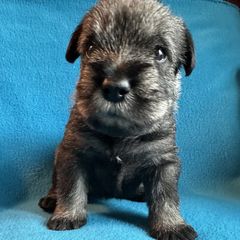 Boy 2 - male Standard Schnauzer puppy in Medina, Ohio from Nordic Sky- Standard Schnauzers
