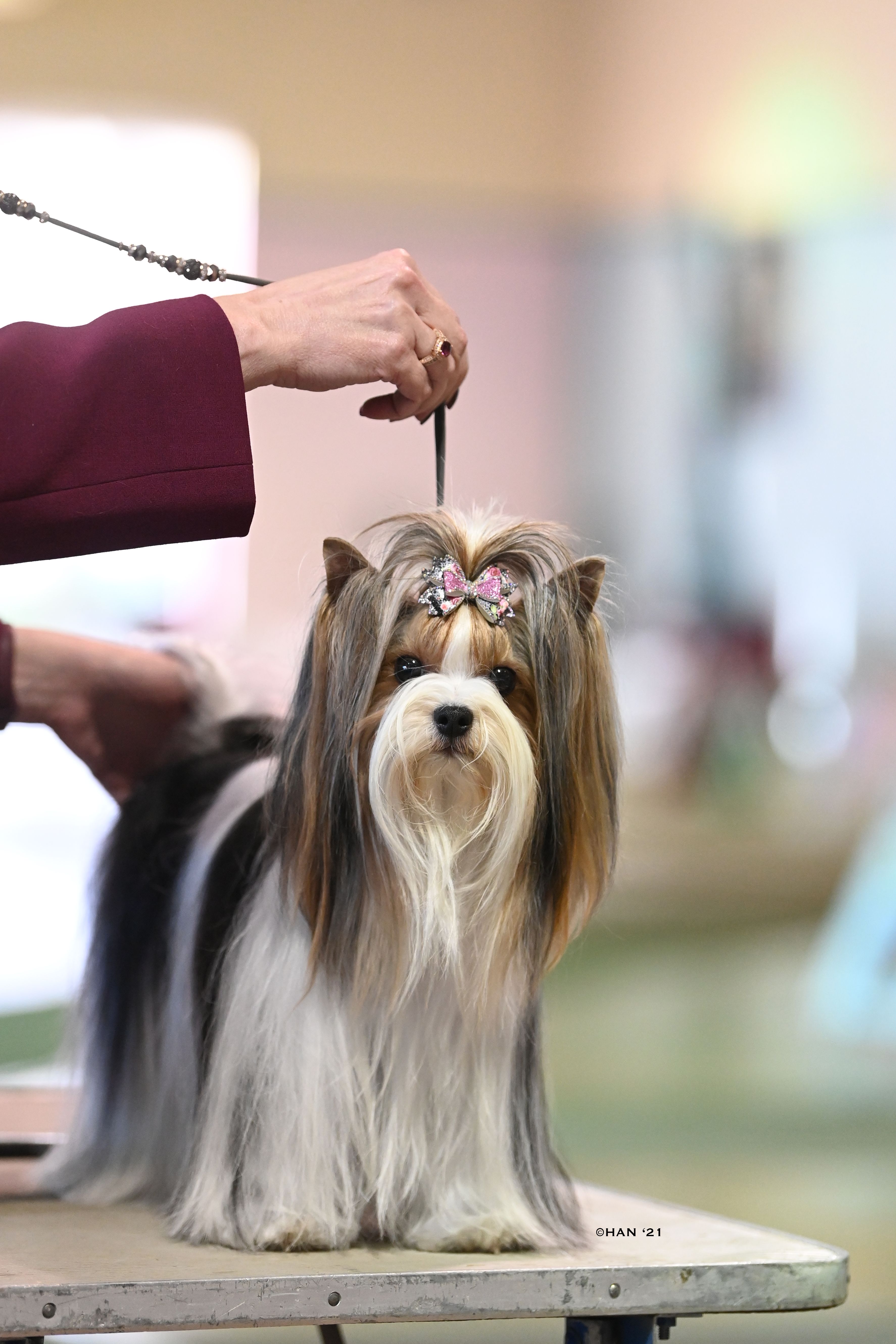 Olympic Rose Biewer Terriers In Washington | Biewer Terrier Puppies ...