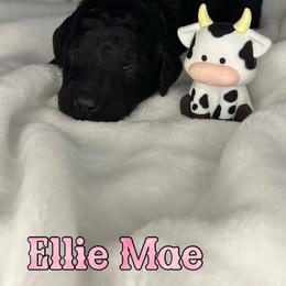 Ellie Mae - Black female Poodle puppy in Dayton, Texas from Wolfe Island Poodles