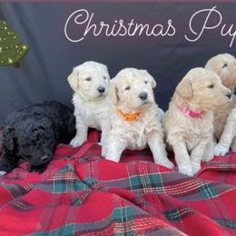 Goldendoodles and Golden Retrievers from Golden Retrievers and Doodles from Heaven