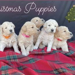 Goldendoodles and Golden Retrievers from Golden Retrievers and Doodles from Heaven