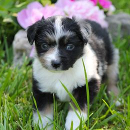 Miniature American Shepherd and Miniature Australian Shepherd Puppies from Lil' Bit Aussie