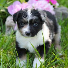 Miniature American Shepherd and Miniature Australian Shepherd Puppies from Lil' Bit Aussie
