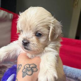 Wafer - Gold and white male Shihpoo puppy in Brevard County, Florida from Enchanting Puppies