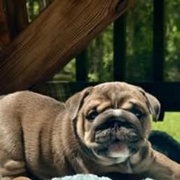 Bulldog Puppies from Bullgodz English Bulldogs