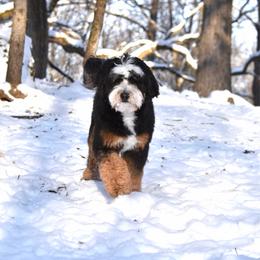 Ollie - Bernedoodle