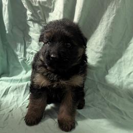 Girl 4 - female German Shepherd puppy in King, North Carolina from Golly-G German Shepherds