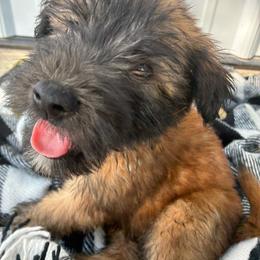 Sebastian - Wheaten male Soft Coated Wheaten Terrier puppy in Nokomis, Illinois from Windhill Wheatens