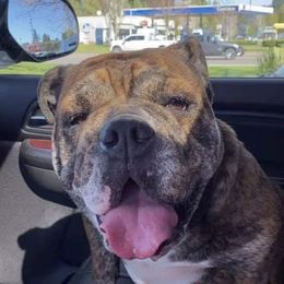 Envy  - Bulldog