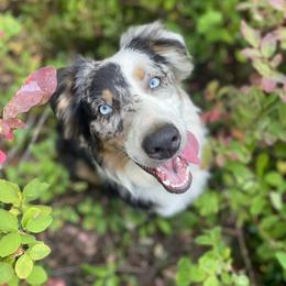 American Corgi and Australian Shepherd Puppies from KC Bar