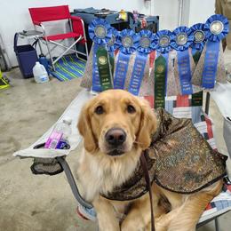 Golden Retriever All Grown Up from Agnes Vandegrift