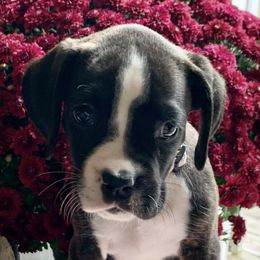 Boston Terriers, Boxers, and Companion Crosses from KD’s K9 Oasis