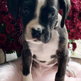 Boston Terriers, Boxers, and Companion Crosses from KD’s K9 Oasis