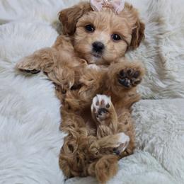Emma - Apricot female Maltipoo puppy in Washington from Mt.BakerPoodles&Doodles