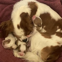 Cavalier King Charles Spaniel All Grown Up from Narrows Creek Cavaliers