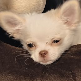 Max - Chihuahua puppy from Chi Chi's Place