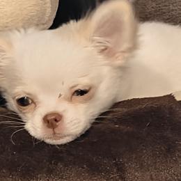 Max - Chihuahua puppy from Chi Chi's Place