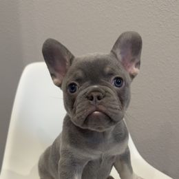 French Bulldog Puppies from Kim Ontiveros