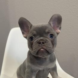 French Bulldog Puppies from Kim Ontiveros