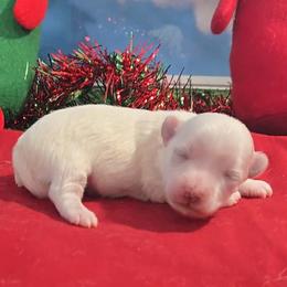 Mary.Pearl - White female Maltese puppy in Aurora, Missouri from KnJ Precious Paws LLC