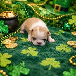 Light Fawn Girl - Red female Boston Terrier puppy in San Antonio, Texas from JT Bostons