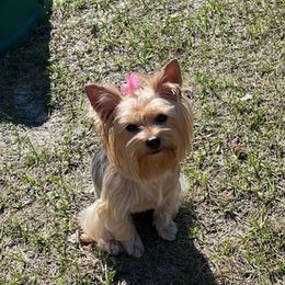 Yorkshire Terriers from Tammy Goodwin's Yorkshire Terriers