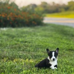 Cookie - Black and white female American Corgi puppy in Nortonville, Kansas from Low Riders Corgis & Mini Aussies