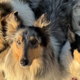 Collies from Third Gen Collies