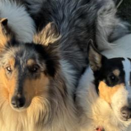 Collies from Third Gen Collies