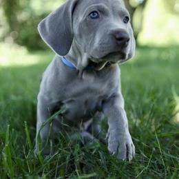 Weimaraner Puppies from Twelve Acre Wood Weimaraners