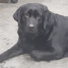 Doberman Pinschers and Labrador Retrievers from Buckfever Kennels