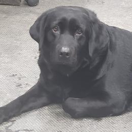 Doberman Pinschers and Labrador Retrievers from Buckfever Kennels