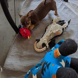 Jasper - Chocolate and tan male Chihuahua puppy in Waycross, Georgia from OakView Farm Chihuahuas FB