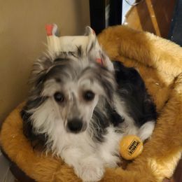 Amelia - Chinese Crested puppy in Virginia from JRF Chinese Cresteds