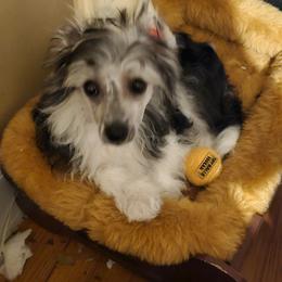 Amelia - Chinese Crested puppy in Virginia from JRF Chinese Cresteds