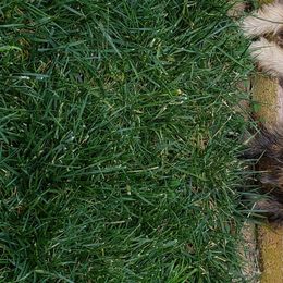 Cairn Terriers from Daphne Green's Cairn Terriers