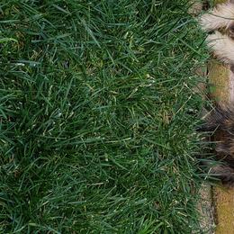 Cairn Terriers from Daphne Green's Cairn Terriers
