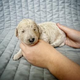 Marigold - Cream female Labradoodle puppy in Kingman, Arizona from The Dood Ranch