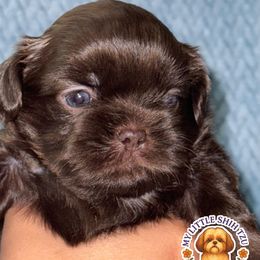 MYLO - Chocolate male Shih Tzu puppy in Kissimmee, Florida from My Little Shih Tzu Dreams