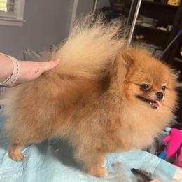 Candy - Red sable female Pomeranian puppy in Rose Hill, Kansas from Layna's Pomeranians & Chihuahuas